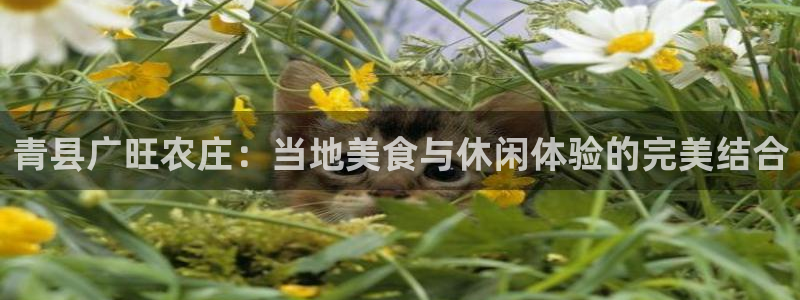 摩根娱乐骗局