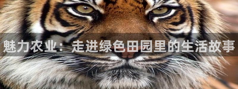 泉州摩根娱乐会所怎么样