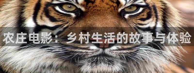 摩根娱乐宝骗局