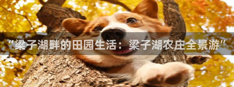 摩根娱乐宝机怎么玩