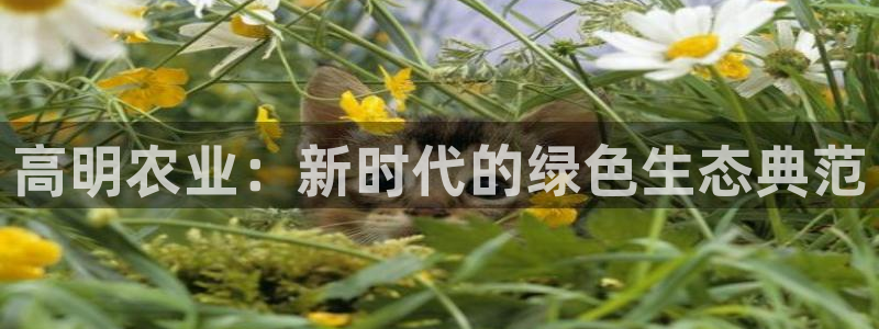 摩根国际娱乐宝